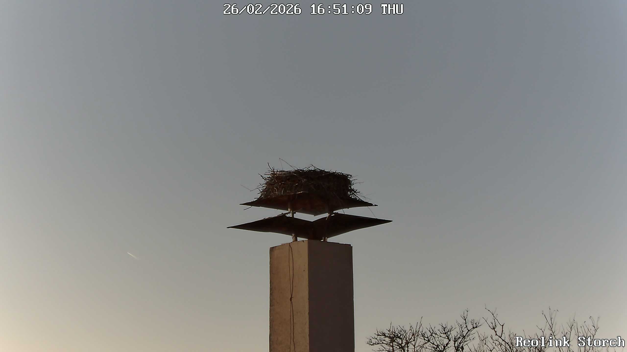 Storchencam Bild